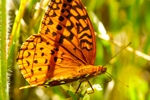 Closeup of a great spangled fritillary butterfly, Speyeria cybele, using its proboscis to feed on nectar from a  flower in a field at Morey Pond in Wilmot, New Hampshire.