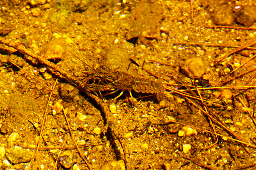 Big, brown, freshwater crayfish, crawling along the sandy bottom of the shallow shore of Morey Pond in Wilmot, New Hampshire.