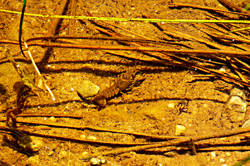 Big, brown, freshwater crayfish, crawling along the sandy bottom of the shallow shore of Morey Pond in Wilmot, New Hampshire.