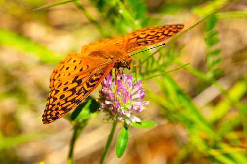 Closeup of a great spangled fritillary butterfly, Speyeria cybele, foraging on a pink clover flower in a field at Morey Pond in Wilmot, New Hampshire.