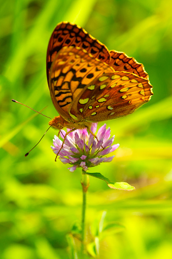 Closeup of a great spangled fritillary butterfly, Speyeria cybele, using its proboscis to feed on nectar from a pink clover flower in a field at Morey Pond in Wilmot, New Hampshire.