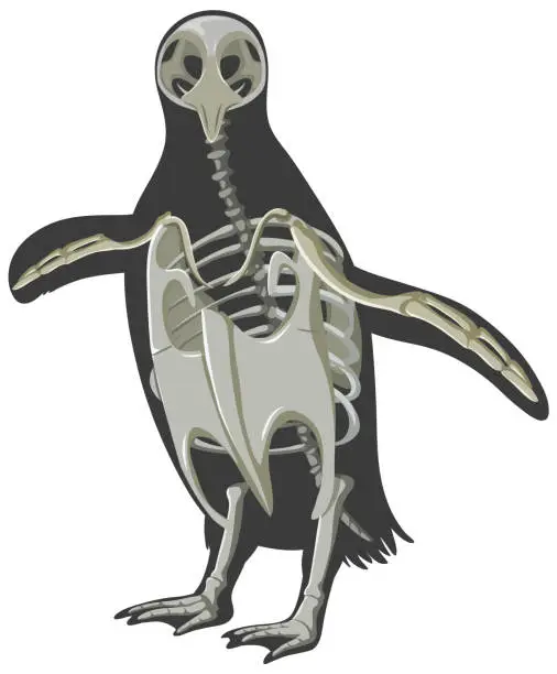 Vector illustration of Penguin bone structure cartoon