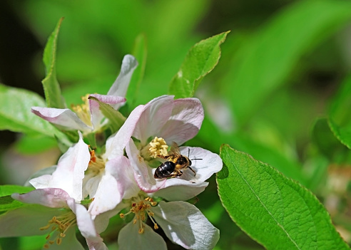 Selective focus. A honey bee collecting pollen on flowers from a fruit tree