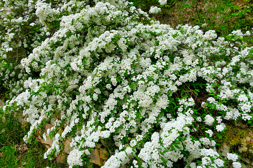 White flowering shrub Spirea arguta also known as Brides wreath growing over a limestone wall