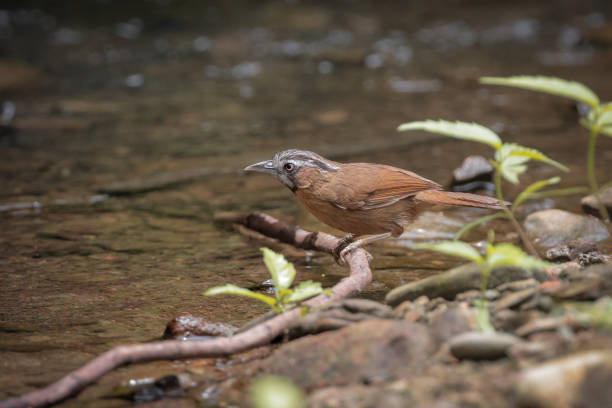 grey-throated babbler - jungle babbler imagens e fotografias de stock