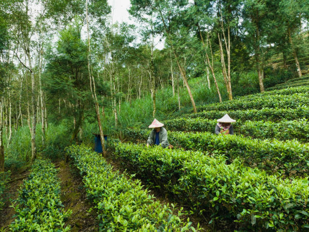 istock Farmers plucking tea leaves 1489350865