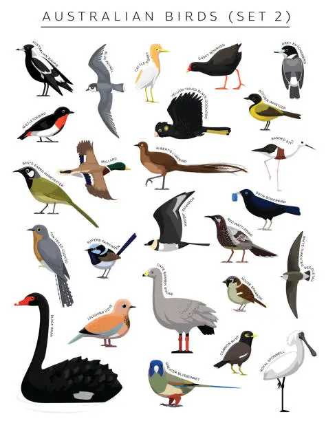 Vector illustration of Australian Birds Set Cartoon Vector Character 2