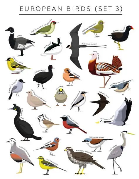 Vector illustration of European Birds Set Cartoon Vector Character 3