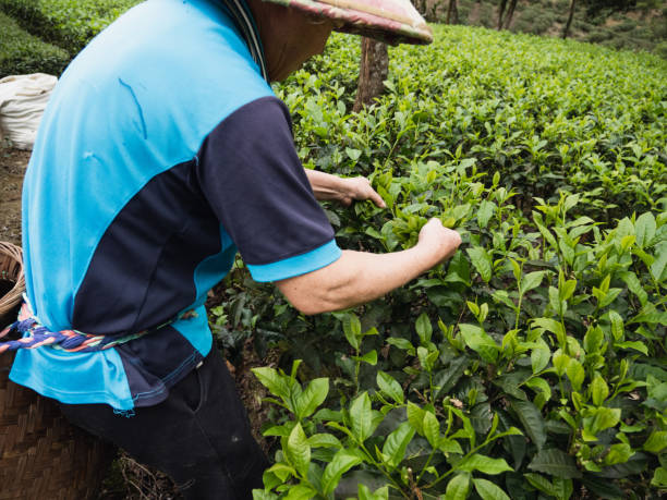 istock Farmers plucking tea leaves 1489351350