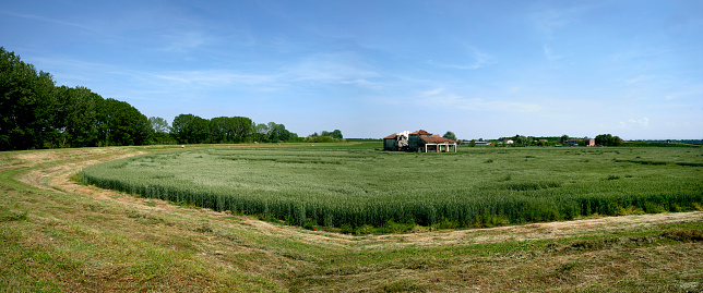 Wheat Field. Tuscany, Italy, Europe