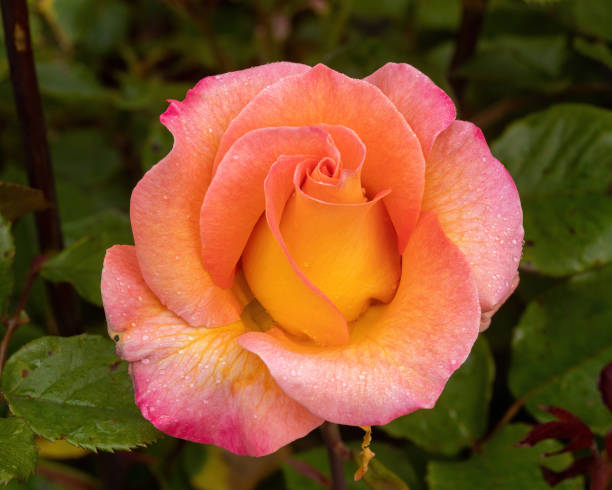 istock 'Mardi Gras' Floribunda Rose with Morning Dew in Bloom. 1489353265