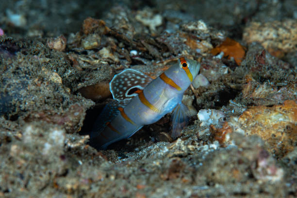 istock Gold-barred Shrimp Goby (Amblyeleotris randalli) 1489353640