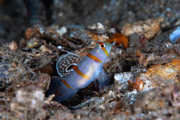 istock Gold-barred Shrimp Goby (Amblyeleotris randalli) 1489353674