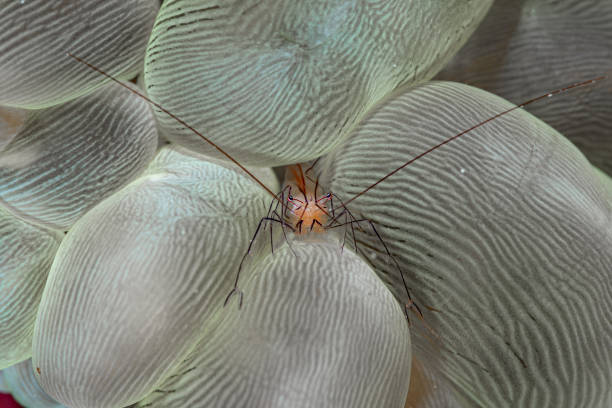 istock Bubble Coral Shrimp Vir philippinensis 1489353735