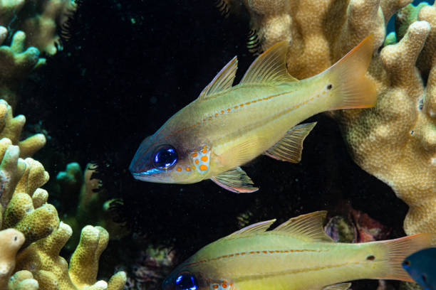 istock Spotted-Gill Cardinalfish Ostorhinchus chrysopomus 1489353839