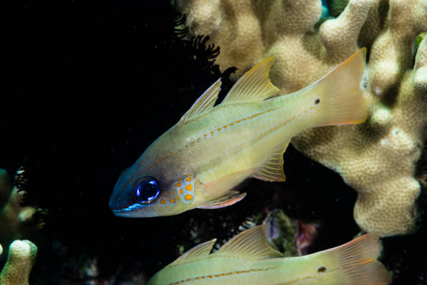 istock Spotted-Gill Cardinalfish Ostorhinchus chrysopomus 1489353841