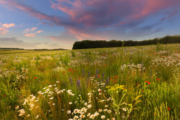 istock Wild flower meadow sunset landscape in England 1489354091