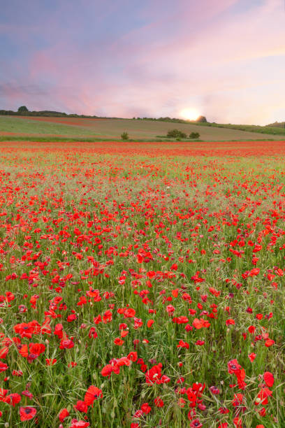 istock Stunning poppy fields at sunrise with pink skies 1489357020