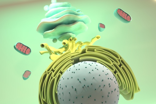Estructuras celulares de organismos vivos, como modelos plásticos. Orgánulos como el núcleo, la mitocondria, el aparato de Golgi y el retículo endoplásmico. photo