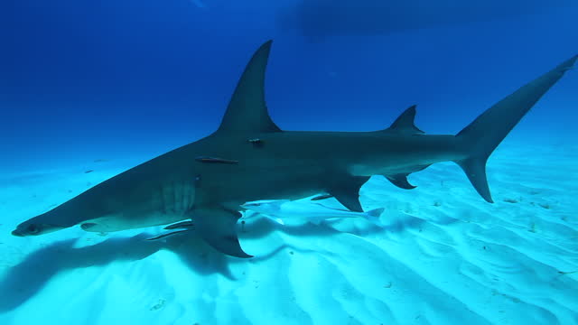 Tigershark in the Bahams. Sourounded with many other reef sharks Clear blue water.
