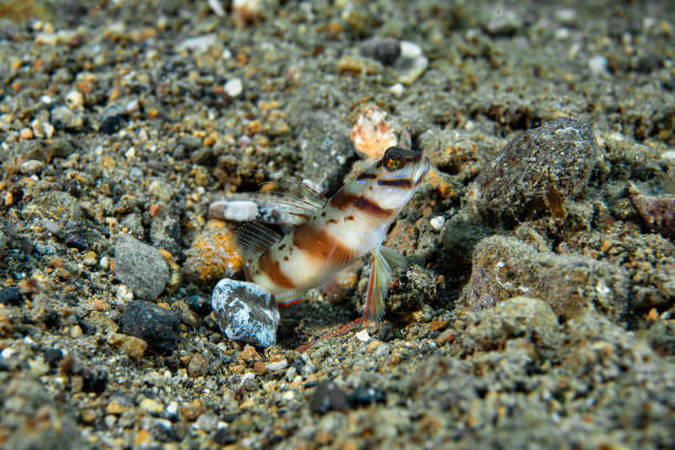 Diagonal Shrimp-Goby Amblyeleotris diagonalis The Diagonal Shrimp-Goby is a species of marine fish commonly found in sandy bottoms of coral reefs in the tropical and subtropical Indo-Pacific. This species is known for its symbiotic relationship with a pistol shrimp, which shares its burrow with the shrimp-goby. The shrimp-goby will alert the pistol shrimp of potential threats while the pistol shrimp provides protection and maintenance of the shared burrow. The Diagonal Shrimp-Goby has a distinctive diagonal stripe pattern that allows it to blend in with its sandy surroundings and avoid detection by predators. They are also popular in the marine aquarium trade as ornamental fish. Conservation efforts are necessary to ensure the preservation of this species and the overall health of coral reef ecosystems. shrimp goby stock pictures, royalty-free photos & images