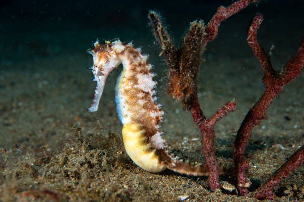 istock Thorny Seahorse Hippocampus histrix 1489359558