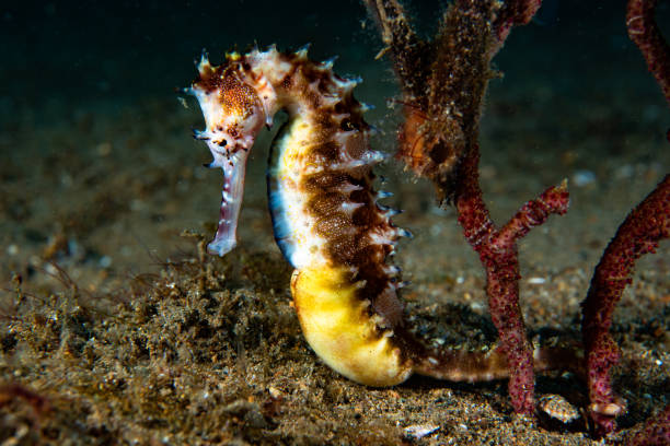 istock Thorny Seahorse Hippocampus histrix 1489359568