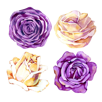 Set of watercolor illustrations of flowers of roses, isolated on an white background