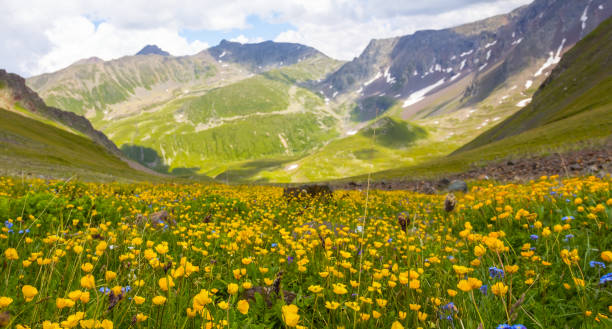 istock green mountain valley covered by wild flowers 1489359775