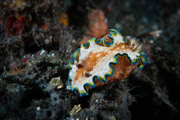 istock GLossodoris cincta Nudibranch - Lembeh Strait Indonesia 1489359795