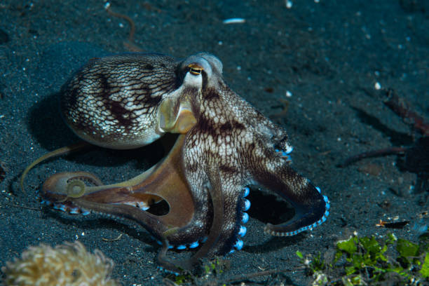 istock Coconut Octopus Amphioctopus marginatus 1489359912