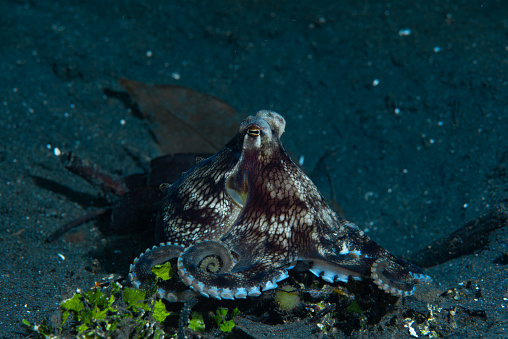 Coconut Octopus (Amphioctopus marginatus) is a species of benthic cephalopod that belongs to the family Octopodidae. They are known for their high level of intelligence and ability to use tools, such as coconut shells, as shelter. They are native to tropical marine environments, particularly coral reefs, and are well-known for their excellent camouflage abilities, including color-changing and mimicry. They have eight arms, each lined with two rows of suction cups, and are able to communicate with other octopuses through color changes and body language. They use jet propulsion to move through the water and can also expel ink as a defense mechanism. Overall, Coconut Octopuses are fascinating invertebrates with complex behavior and unique adaptations.