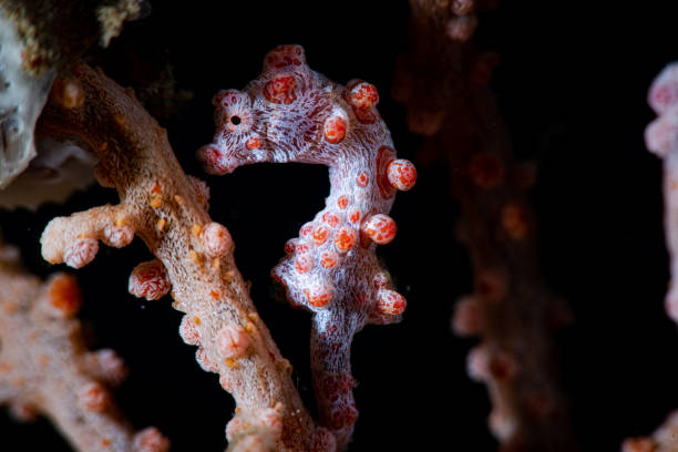 istock Bargibanti Pygmy Seahorse Hippocampus bargibanti 1489359957