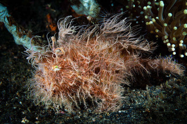 istock Striped Frogfish Antennarius striatus 1489360522