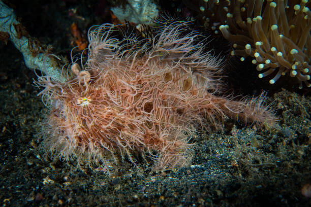 istock Striped Frogfish Antennarius striatus 1489360532