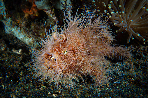 The Hairy Striped Frogfish (Antennarius striatus) is a master of camouflage and mimicry, with its hairy exterior and ability to change color and shape to blend into its surroundings. This species is found in the warm, tropical waters of the Indo-Pacific and makes for a fascinating subject for underwater photography or videography.