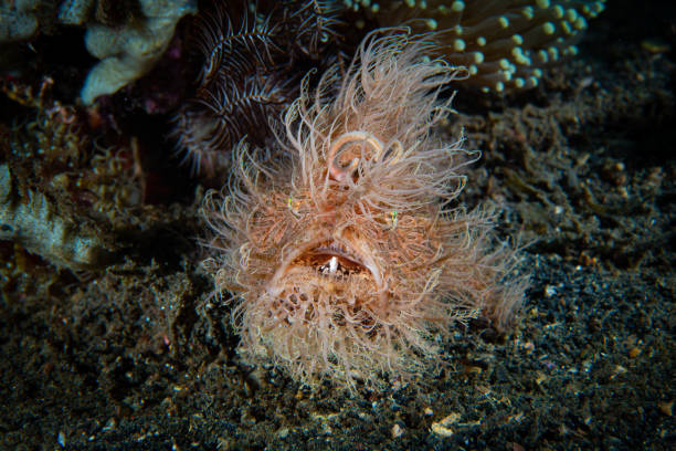 istock Striped Frogfish Antennarius striatus 1489360574