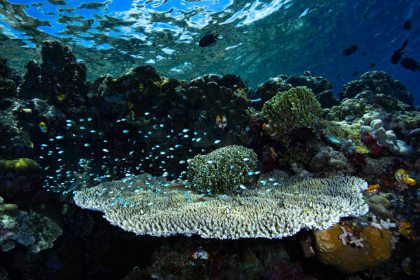 Table coral Underwater Coral Reef Manado Bunaken Indonesia stock photo