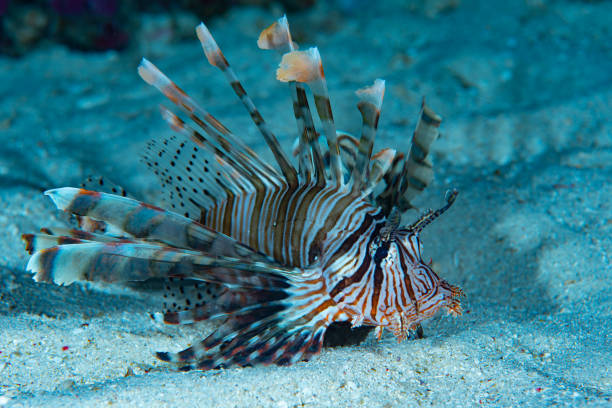 istock Common Lionfish Pterois volitans 1489360657