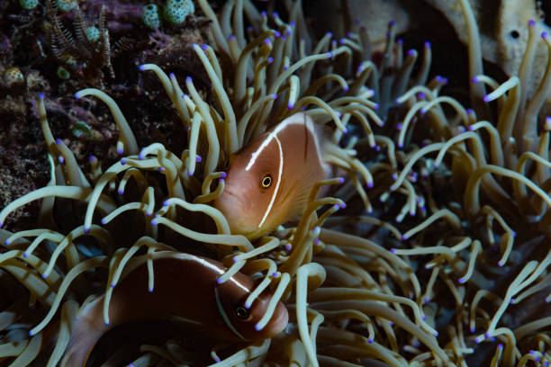 istock Pink Anemonefish Amphiprion perideraion 1489360784
