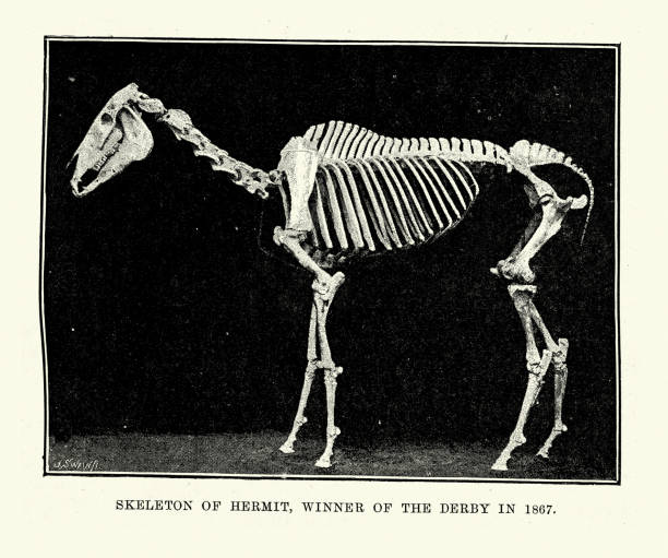 vintage-illustration des skeletts des einsiedlers, eines rennpferdes, das 1867 das derby gewann - horse animal skeleton anatomy animal stock-grafiken, -clipart, -cartoons und -symbole