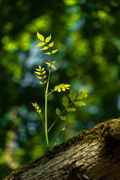 Simplicity of the Forest Plants