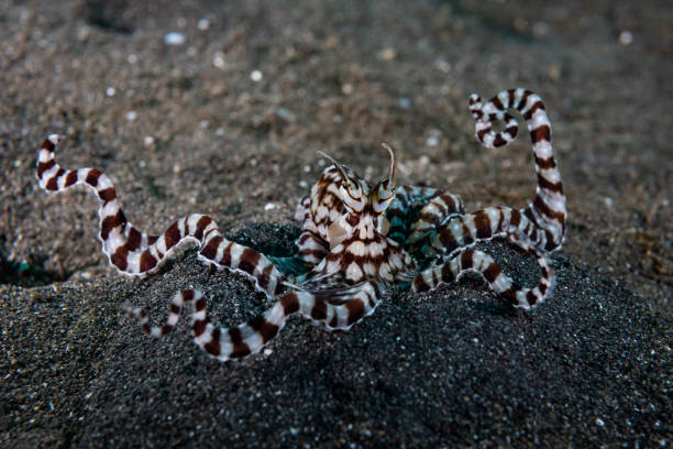 Mimic Octopus Thaumoctopus mimicus stock photo