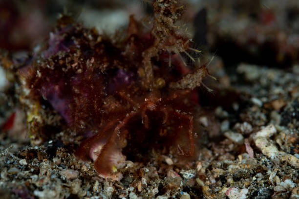 istock Orangutan crab Achaeus japonicus 1489361795