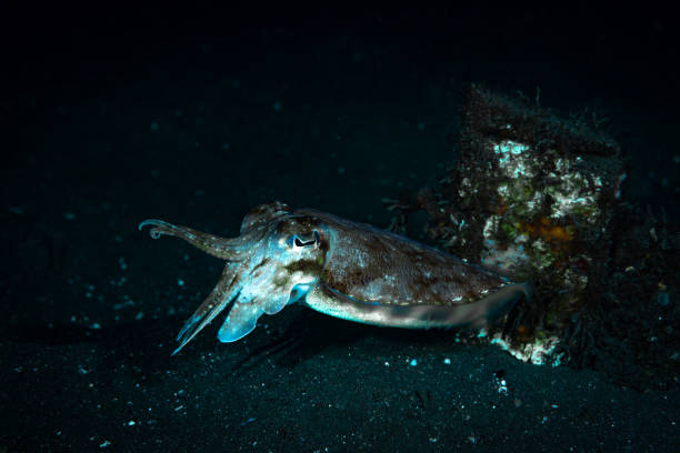 istock Broadclub Cuttlefish Sepia latimanus 1489361857