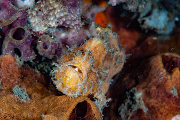 istock Big-spot Angler Abantennarius nummifer 1489361939