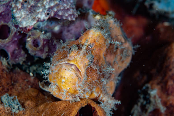 istock Big-spot Angler Abantennarius nummifer 1489361943