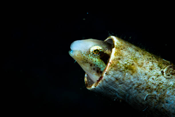 istock Shorthead Sabretooth Blenny Petroscirtes breviceps 1489362073