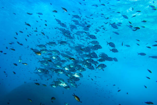 istock Underwater Life, Mediterranean Sea 1489362944