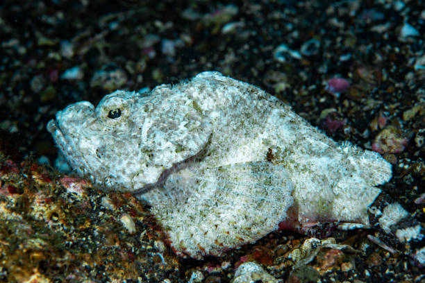 The Devil Scorpionfish (Scorpaenopsis diabolus) is a master of camouflage, blending perfectly into the rocky substrate of coral reefs. Its mottled brown and white coloration, paired with its spiny fins and venomous spines, make it a formidable predator. The image shows the Devil Scorpionfish lying in wait, its mouth slightly open, as it waits for unsuspecting prey to swim by.
